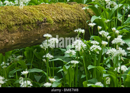 Ramsons (aglio selvatico) ricopre il pavimento del bosco in prossimità di Richmond, North Yorkshire. Foto Stock