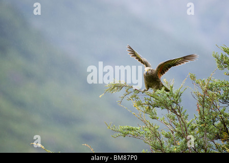 Kea nestor notabilis battenti da albero Nuova Zelanda Foto Stock