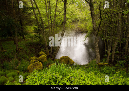 Un giorno di pioggia in un piccolo laghetto vicino al Resort Lakedale su San Juan Isola del Puget Sound area di stato di Washington, USA. Foto Stock