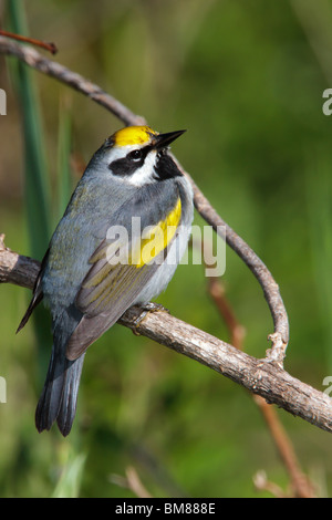 Maschio adulto Golden-winged trillo Foto Stock