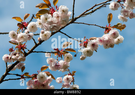 Prunus Shirofugen, Giapponese fiorire dei ciliegi in fiore in primavera Foto Stock