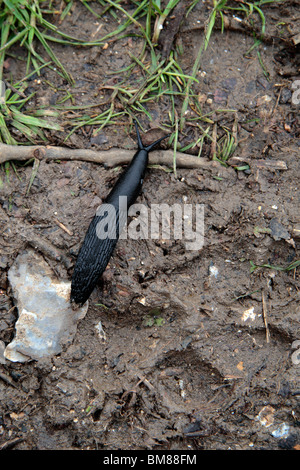 Un grande nero slug, Arion ater, su la Ridgeway, un sentiero pubblico vicino a Wendover, Aylesbury, Buckinghamshire, UK. Maggio 20 Foto Stock