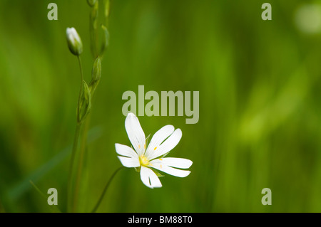 Close up di maggiore Stitchwort, Stellaria holostea, in fiore in primavera Foto Stock