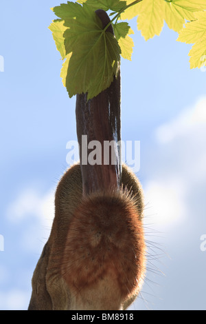 Linguetta giraffa tenendo le foglie di un albero. safari park, Inghilterra. giraffa camelopardalis Foto Stock