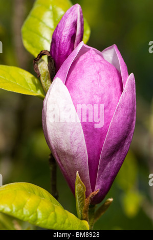 X Magnolia soulangeana 'Lennei' in fiore Foto Stock