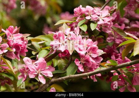 Malus x platycarpa, ibrido Crab Apple, in fiore in primavera Foto Stock