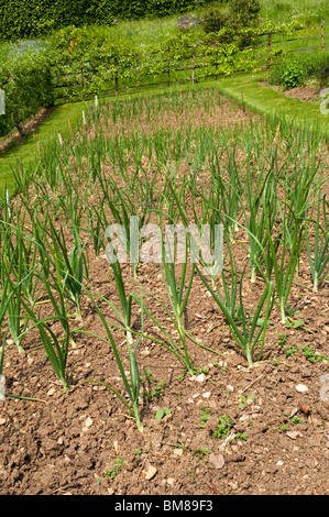 Letto misto di cipolle, aglio e scalogni che crescono in un letto spiovente i giardini della cucina a Painswick Rococo Garden nel Cotswolds in primavera Foto Stock