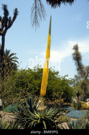 Membro della famiglia di Yucca, impianto di secolo, fiorisce nel deserto Foto Stock