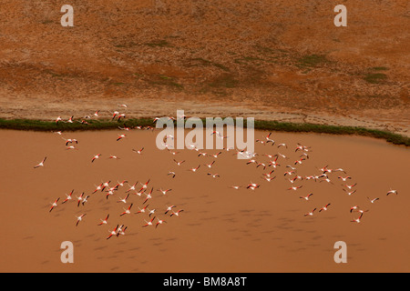 Stormo di fenicotteri sorvolano Rann di Kutch, Gujarat, India- una foto aeree prese da un elicottero Foto Stock
