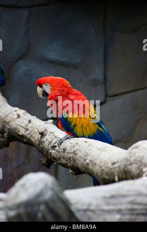 Ara macao su un albero Foto Stock