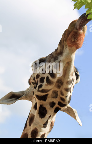 Linguetta giraffa tenendo le foglie di un albero. safari park, Inghilterra. giraffa camelopardalis Foto Stock