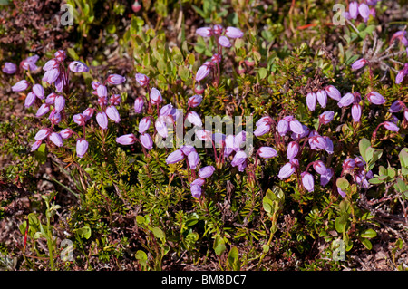 Blu (Mountainheath Phyllodoce caerulea), fioritura. Foto Stock
