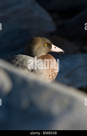 Blue Duck Whio Hymenolaimus malacorhynchos Nuova Zelanda Foto Stock