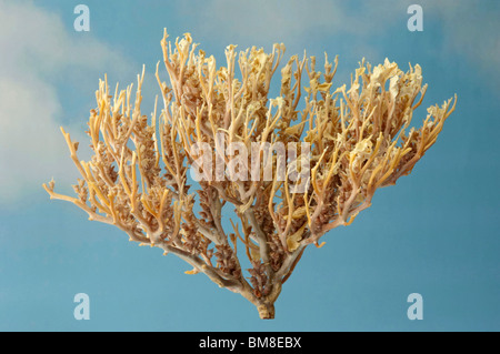 True rose of jericho immagini e fotografie stock ad alta risoluzione - Alamy