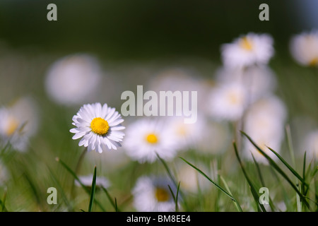 Daisy comune - Bellis perennis Foto Stock