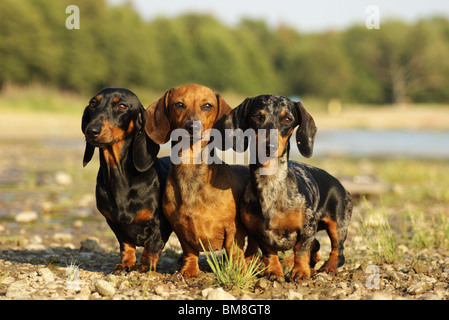 Tre Dachshunds a piedi. Foto Stock