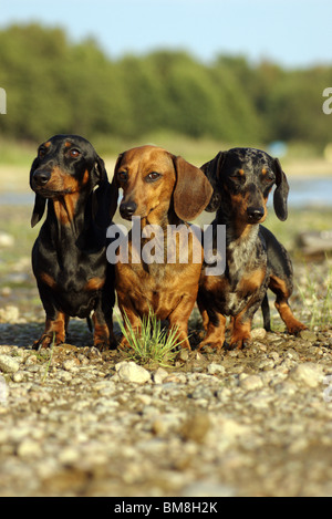 Tre Dachshunds a piedi. Foto Stock