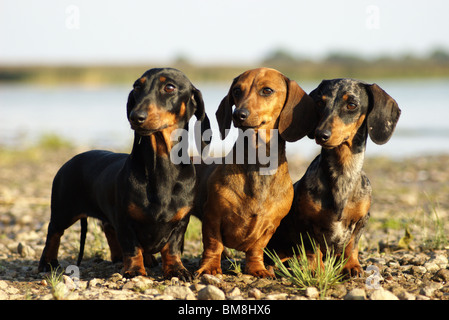 Tre Dachshunds a piedi. Foto Stock