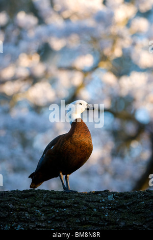 Femmina Shelduck Paradiso (Tadorna variegata) Foto Stock