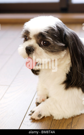 Shih Tzu sdraiato sul pavimento, close up Foto Stock