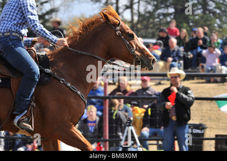 Un vicino l immagine di una canna un cavallo da corsa che attraversa il temporizzato linea di finitura Foto Stock