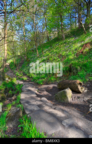 Coin costellata tronco di albero da una pietra percorso attraverso bluebells in Hardcastle Crags, Hebden Dale vicino a Hebden Bridge, West Yorkshire, Inghilterra, Regno Unito. Foto Stock