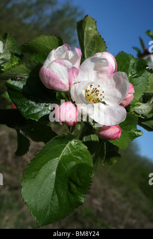 Apple Blossom prese a Leasowe, Wirral, Regno Unito Foto Stock