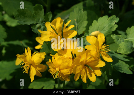 Maggiore Celandine Chelidonium majus prese a Martin mera WWT, Lancashire, Regno Unito Foto Stock