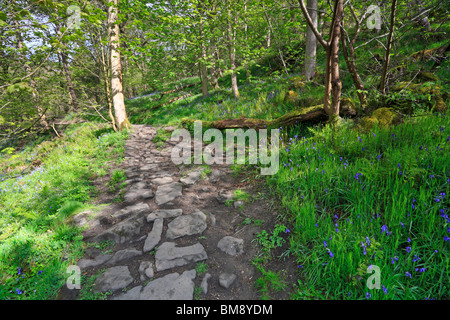 Percorso di pietra attraverso bluebells in Hardcastle Crags, Hebden Dale vicino a Hebden Bridge, West Yorkshire, Inghilterra, Regno Unito. Foto Stock