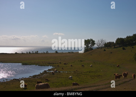 Scottish highland mucca su un bel prato sul isola di Helnaes, Danimarca. Foto Stock