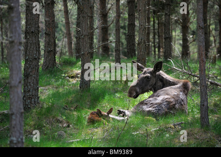 Alci vacca e vitello Alces alces alces in Moosepark Groenaasen vicino a Kosta, Jonkopings Lan, Svezia Foto Stock