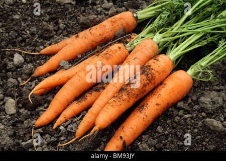 carote organiche Foto Stock