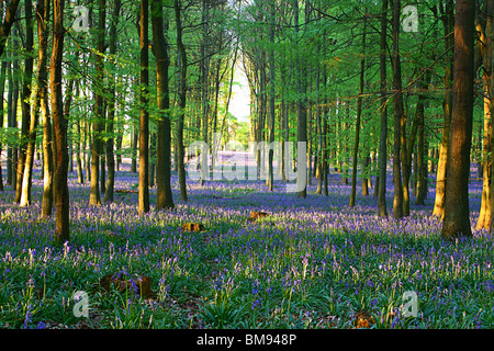Bluebell boschi nella foresta di Ashridge, Hertfordshire Foto Stock