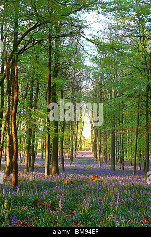 Bluebell boschi nella foresta di Ashridge, Bedfordshire Foto Stock