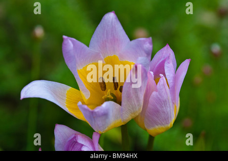 Tulipano selvatico | Tulipa saxatilis Foto Stock