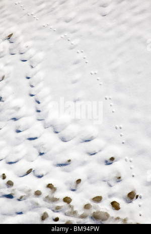 Lepre di montagna europea ( Lepus timidus ) tracce di neve viste dall'alto, Finlandia Foto Stock