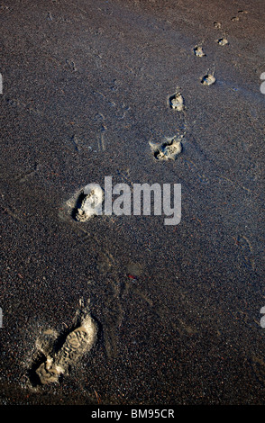 Stampe di calzature umane su terreni umidi e morbidi , Finlandia Foto Stock