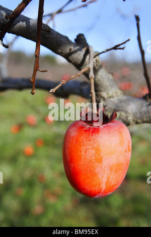 Persimmon frutti sugli alberi settore agricoltura Foto Stock