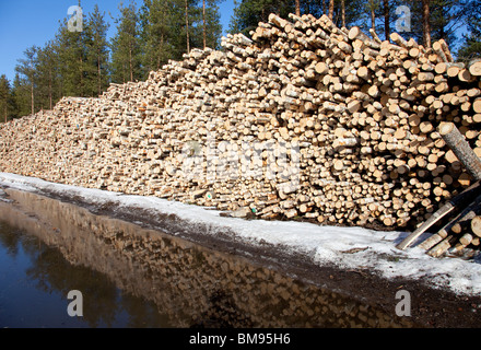 Pila di betulla ( betula ) log in attesa per i trasporti , Finlandia Foto Stock