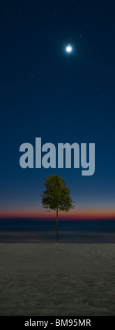 Albero che cresce sulla spiaggia al tramonto Foto Stock