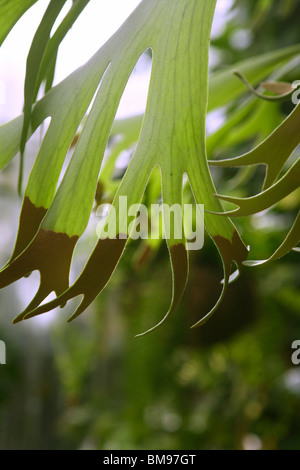 Elkhorn pianta di felce Platycerium bifurcatum caduta Foto Stock