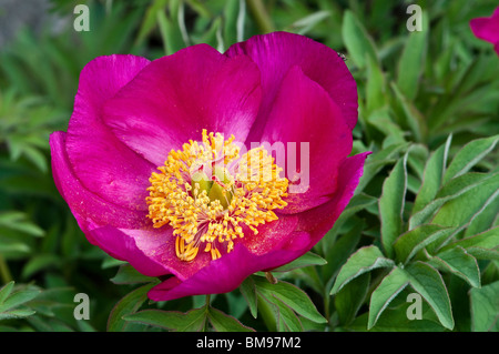 Peonia comune | Paeonia officinalis Foto Stock