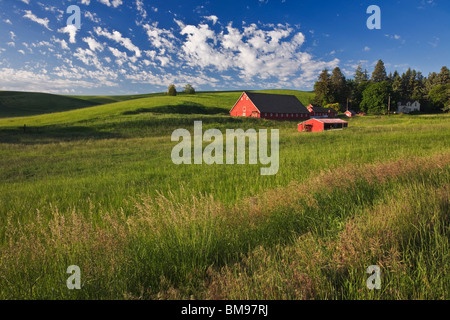 Whitman County, WA: Weathered granaio rosso e fabbricati aziendali Foto Stock