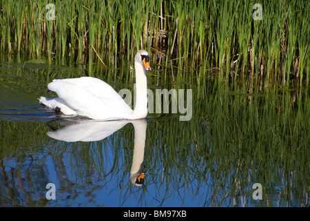 Serena, BELLISSIMO CIGNO nuotare nel lago al sole contro un sfondo reed. Silhouette di Swan si riflette nell'acqua. Foto Stock