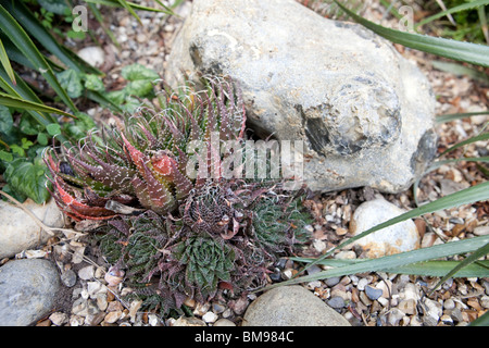 Aloe aristata (impianto di torcia o Pizzo Aloe) Foto Stock