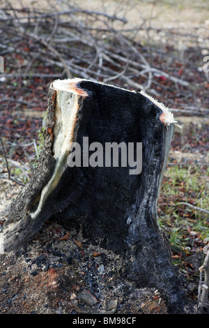 Carbone di legno dettaglio foresta bruciato dopo il disastro incendio Foto Stock