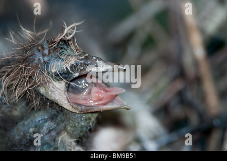 Airone tricolore Chick Elemosinare il cibo un giorno dopo la schiusa Foto Stock