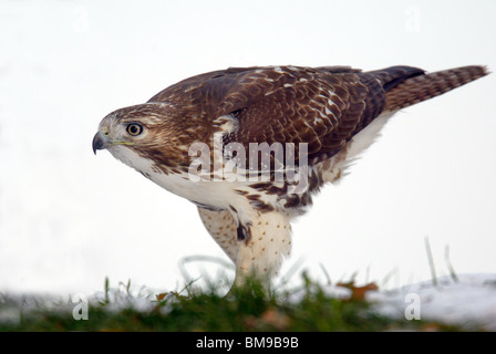 Red-tailed Hawk in piedi sul suolo nella neve Foto Stock