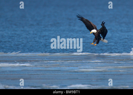 Maschio adulto aquila calva di atterraggio su un glaçon nel fiume Hudson Foto Stock