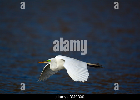 Un Airone bianco maggiore vola basso al di sopra del Harlem Meer in New York City Central Park al tramonto. Foto Stock